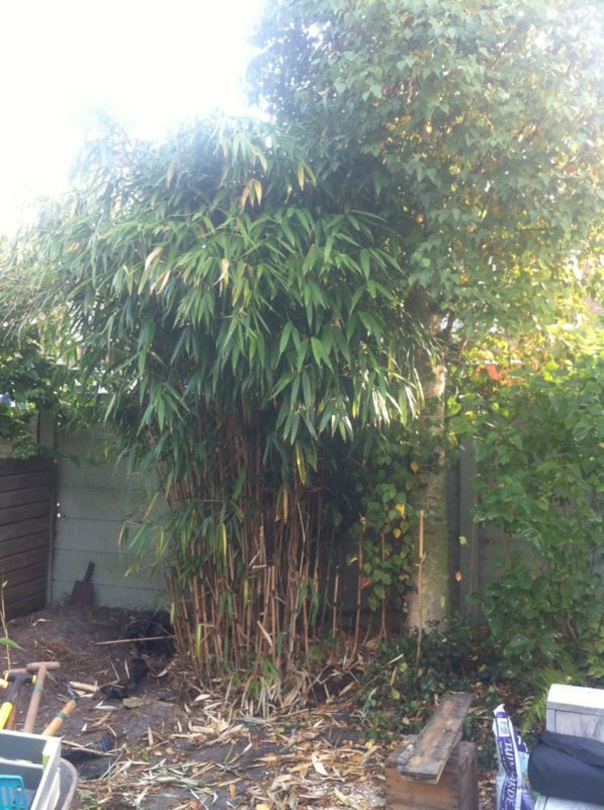 Uitvoerbaar Spanje Winderig Bamboe verwijderen? Dit moet je weten over het verwijderen van bamboe!