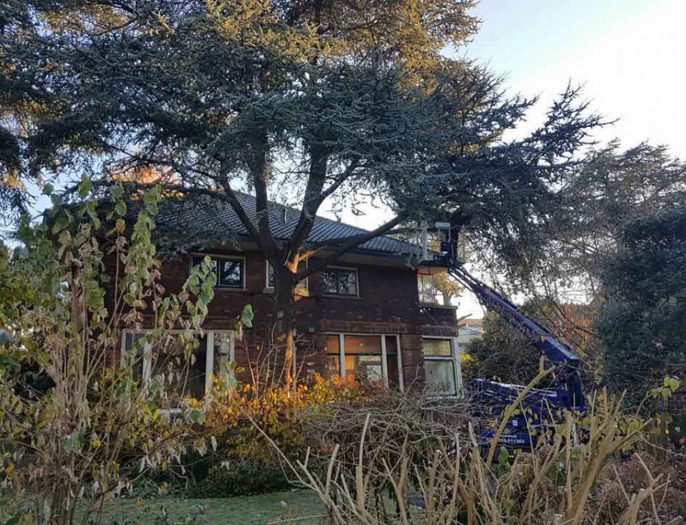 Bomen Verwijderen In Gouda | Schoffelstudent