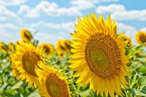 Impressie van de zomer met zonnebloemen