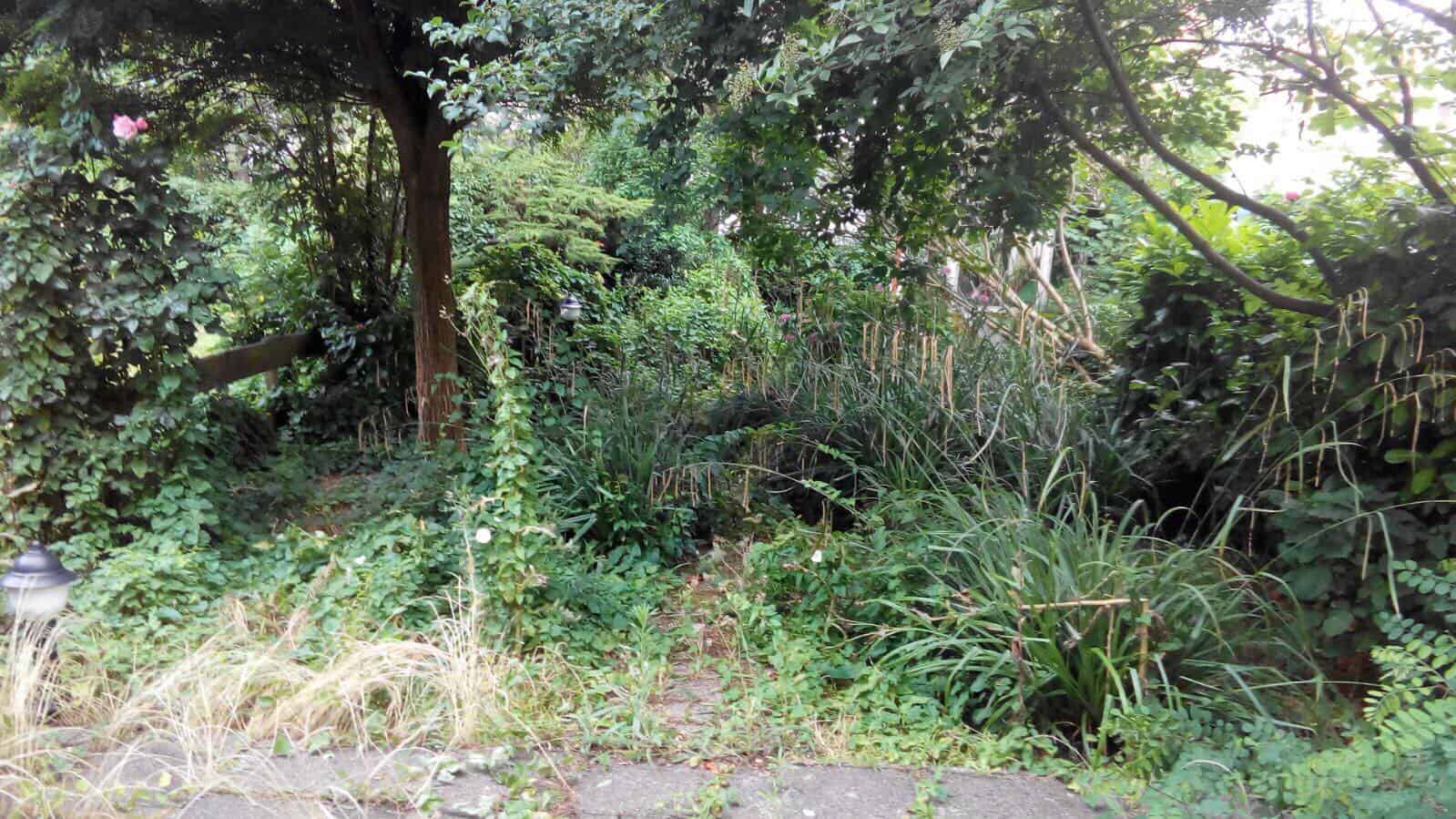 19679468_1511484658913992_5676220254802740331_o Tuinonderhoud verwilderde tuin