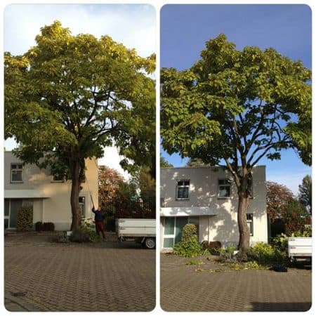 Catalpa snoeien