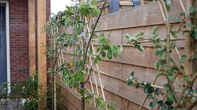 Fruitbomen in mooie tuin