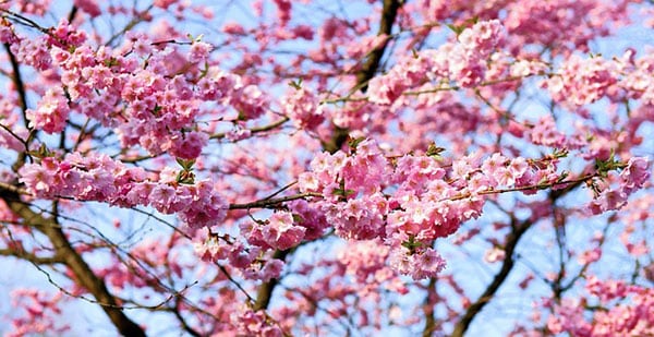 Prunus
