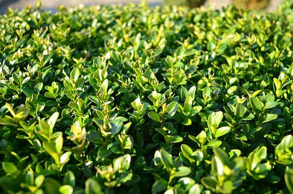 Buxus