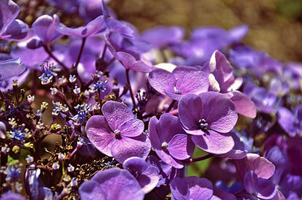 Hortensia