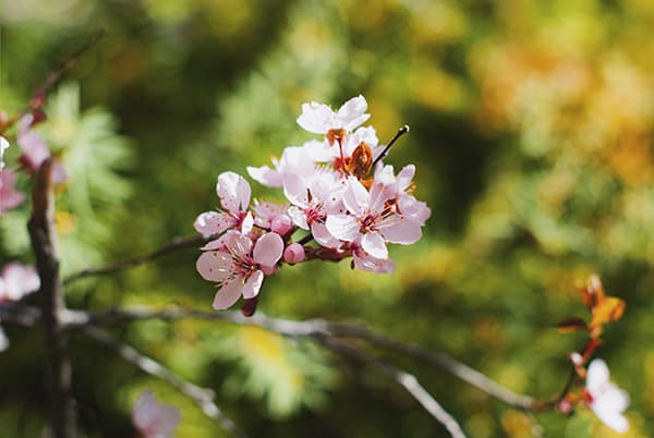 Prunus