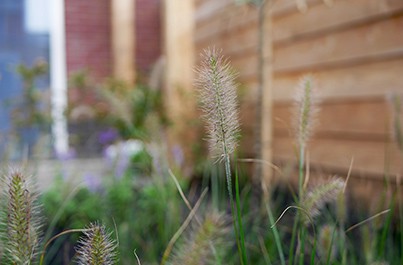 Rustgevende beplanting