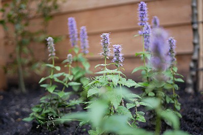 Rustgevende beplanting