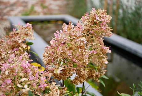 Populaire tuinplant: hortensia