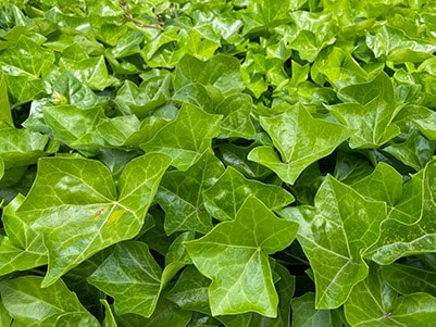 Populaire tuinplant: hedera