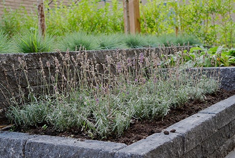 Populaire tuinplant: lavendel